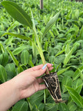 MUDA DE BANANA TERRA MARANHÃO