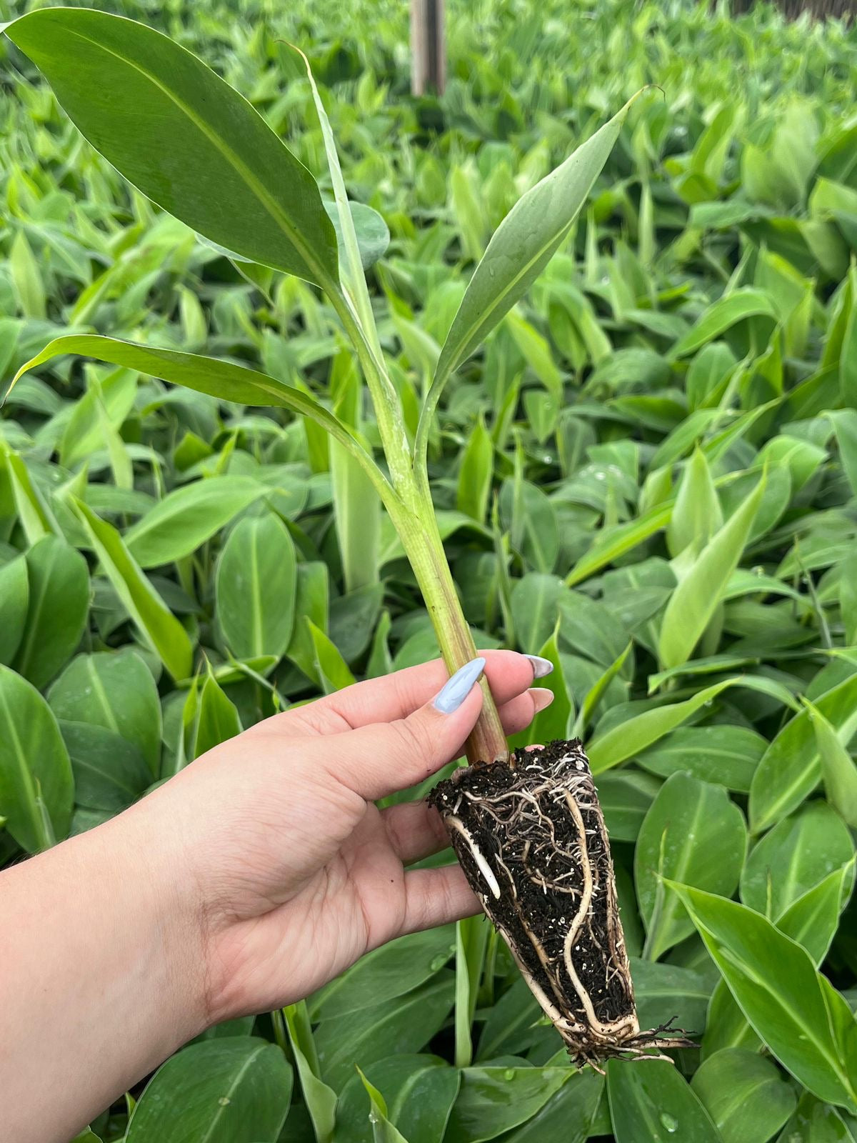 MUDA DE BANANA TERRA MARANHÃO