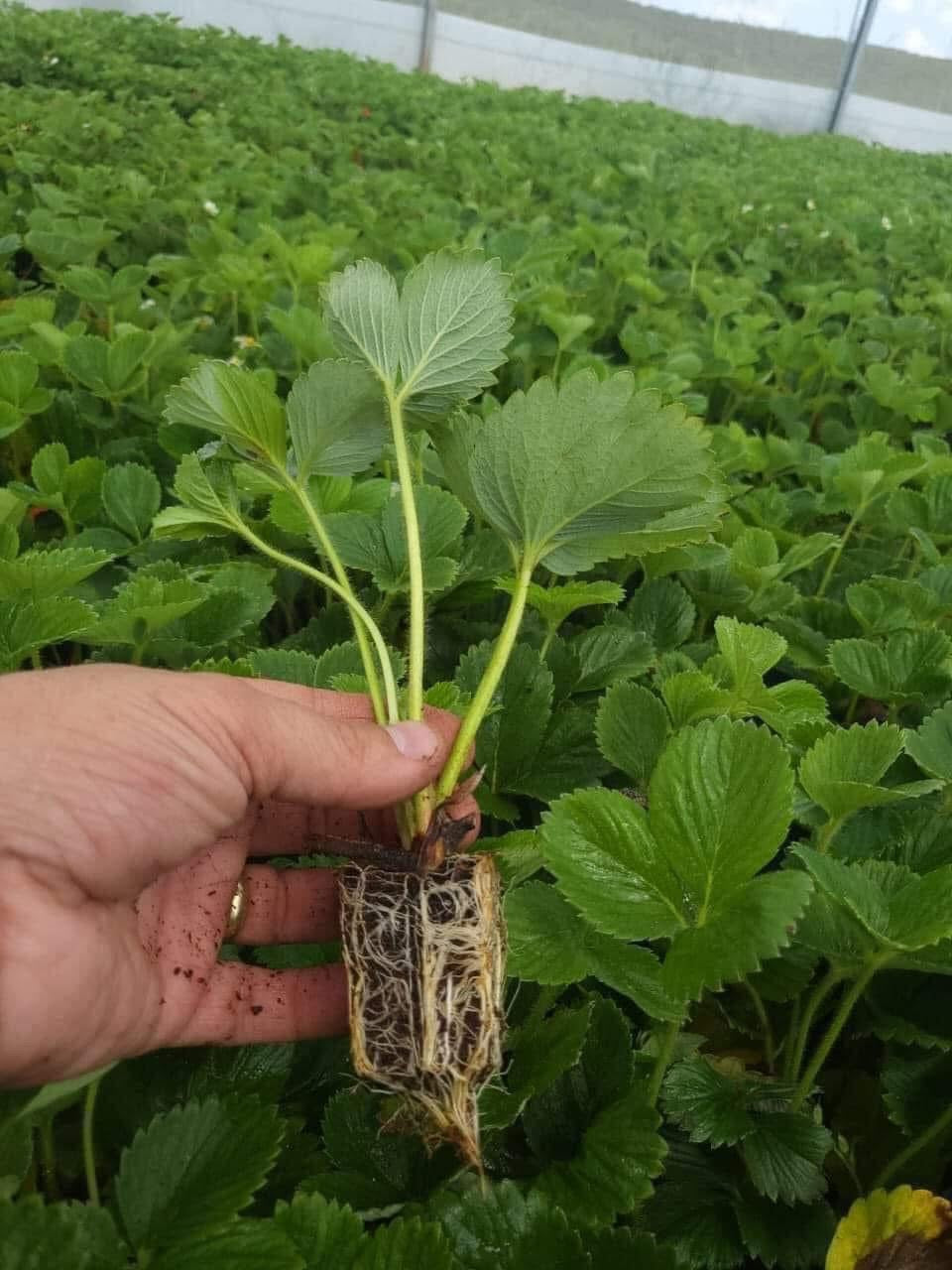 MUDA DE MORANGO FÊNIX