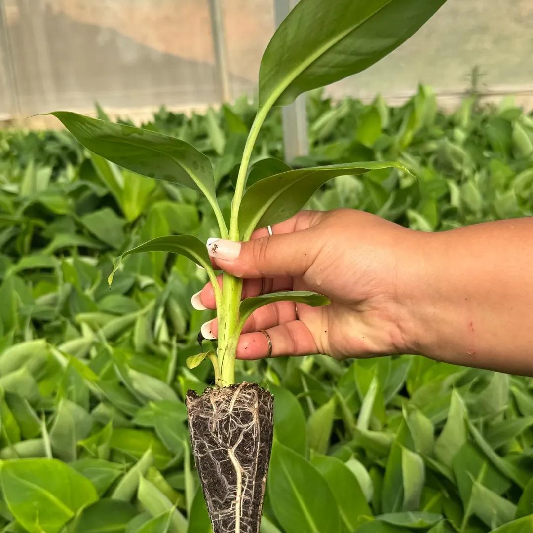 MUDA DE BANANA TERRA ANÃ