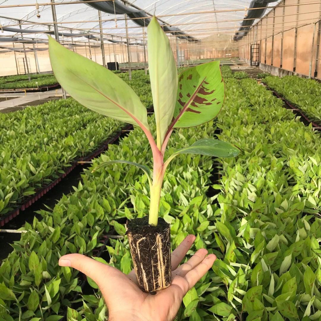 MUDA DE BANANA NANICA WILLIAMS