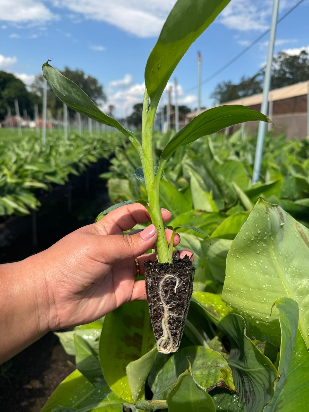 MUDA DE BANANA BRS PRINCESA